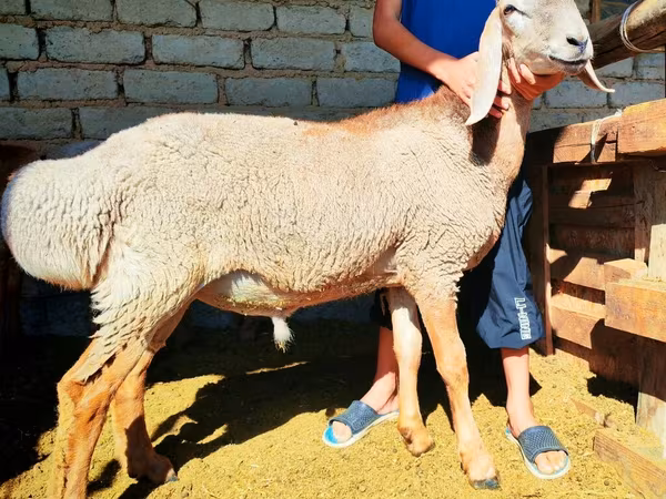 Qoç, Arashan sheep