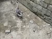 Geese — photo 1