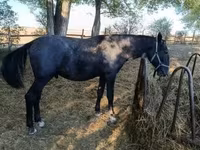 Horse (M), Lipizzaner — photo 1