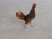 Chickens — photo 1
