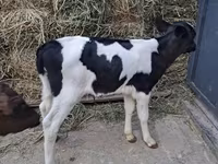 Bull, Holstein breed — photo 2