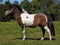 Caballo, American shetland pony — foto 5