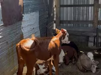 Cattle (batch, sex not specified), Swiss cattle — photo 6