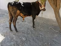 Buğa, Russian Black pied cattle — foto 4