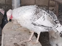 Turkeys — foto 3