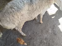 Sheep, Sheep — photo 2