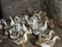 Ducks — Foto 1