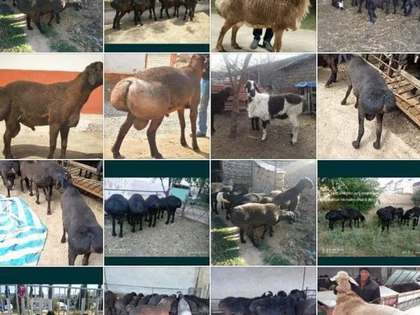 Qoç, Qoyunlar