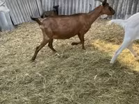 Kozel, Alpine goat — foto 6