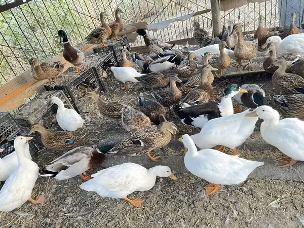 Ducks — Azərbaycan