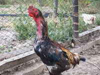 Derbişir Qırmızı Toppalı — foto 2