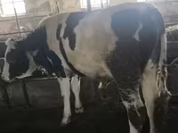 Býk, Simmental cattle — foto 8