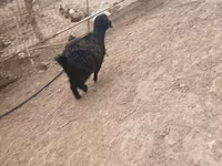 Koza, Kozy — foto 3