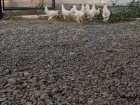 Chickens — photo 3