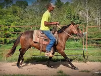Yegua, Standardbred — foto 4