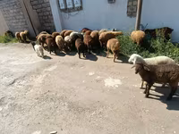 भेड़ें (लॉट, लिंग निर्दिष्ट नहीं), भेड़ — फ़ोटो 5