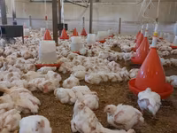 Chickens — foto 6