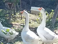Linda — foto 3