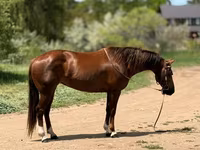 Stute, Quarter Horse — Foto 5