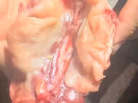 Salam ✅Heyvanlar üçün nəzərdə tutulub satılır, ❌İnsan qi̇dasi dei̇l!! — foto 2