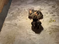 Turkeys — photo 4