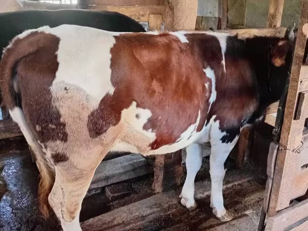 Cow, Ayrshire