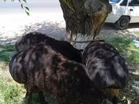 绵羊（批次，未指定性别）, Sheep — 照片 7