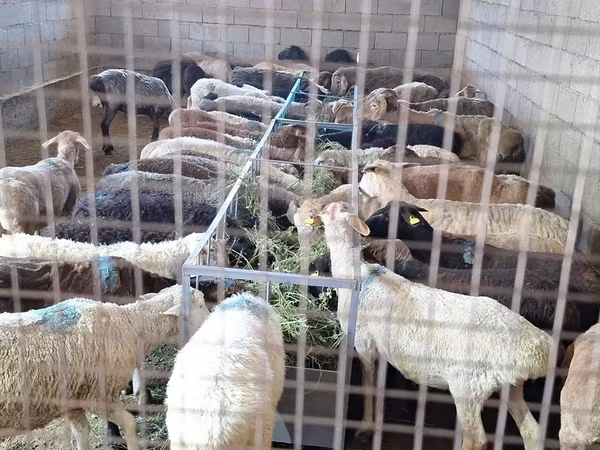 Carneiro, Ovelhas