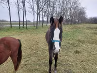 Aygʻir, Hungarian horse breed — 5-rasm