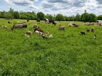 Buğa, Simmental cattle — foto 8