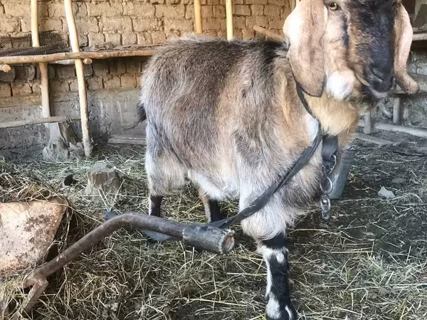 Goat, Beetal goats
