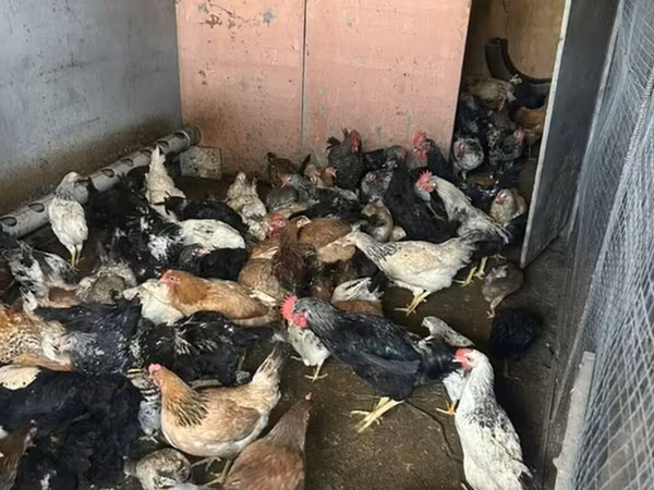 Chickens — Azerbaijan