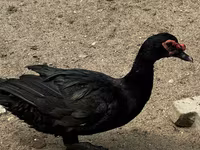 Ducks — foto 2