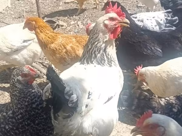 Chickens — Azerbaijan