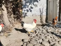 Chickens — الصورة 8