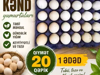 Chickens — foto 5