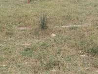 Goats (batch, sex not specified), Goats — photo 6