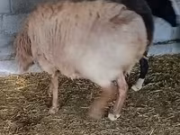 Carnero, Rhon sheep — foto 6