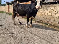 Cow, Holstein breed — photo 2