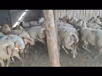 Sheep, Sheep — photo 2