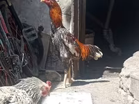 Chickens — photo 1