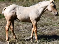 Koń, Quarter Horse — zdjęcie 4