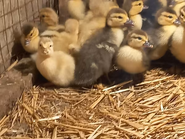 Ducks
