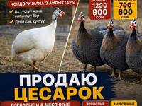 Ağ — foto 1