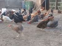 Chickens — Foto 6