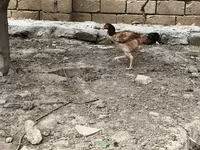 Chickens — photo 4