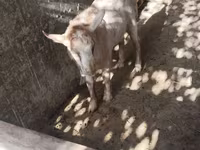 Goats (batch, sex not specified), Goats — photo 8
