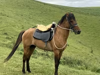 At, Azerbaijan horse — foto 5