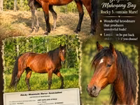Yegua, Rocky Mountain Horse — foto 1
