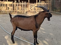 Keçi, Alpine goat — foto 4